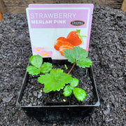 Strawberry 'Merlan Pink'